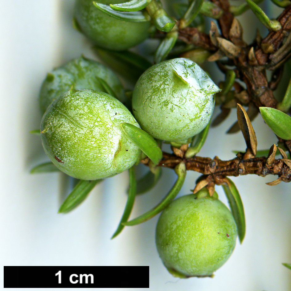 High resolution image: Family: Cupressaceae - Genus: Juniperus - Taxon: brevifolia